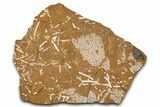 Ordovician Kukersite Oil Shale with Bryozoan Fossils - Russia #368953-1
